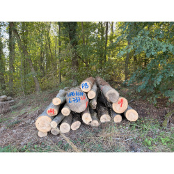Laubenergieholz (Esche) - 7,26 Fm (Selters)