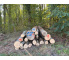 Laubenergieholz (Esche) - 7,26 Fm (Selters)