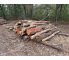 Polter 2026-10-013: Laubenergieholz (Eiche) - 4,5 Fm (Kelsterbach)