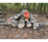 Polter 2026-10-018: Laubenergieholz (Linde) - 3,2 Fm (Kelsterbach)