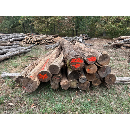 Polter 2026-10-025: Laubenergieholz (Eiche, Robinie) - 3,5 Fm (Kelsterbach)