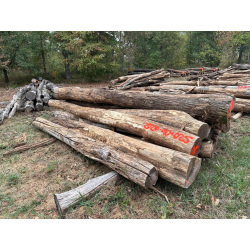 Polter 2026-10-025: Laubenergieholz (Eiche, Robinie) - 3,5 Fm (Kelsterbach)