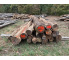Polter 2026-10-025: Laubenergieholz (Eiche, Robinie) - 3,5 Fm (Kelsterbach)