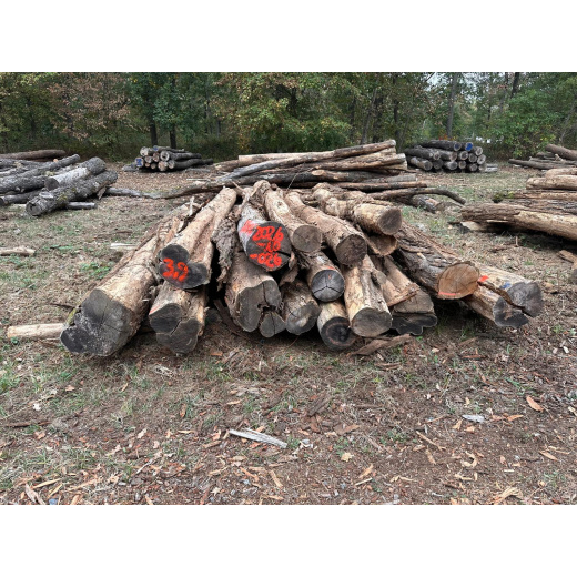 Polter 2026-10-026: Laubenergieholz (Robinie) - 3,9 Fm (Kelsterbach)