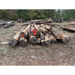 Polter 2026-10-026: Laubenergieholz (Robinie) - 3,9 Fm (Kelsterbach)