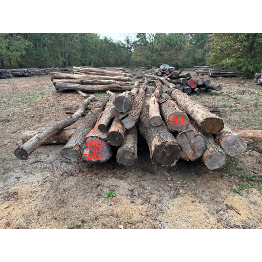Polter 2026-10-029: Laubenergieholz (Eiche) - 3,3 Fm (Kelsterbach)