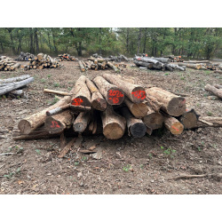 Polter 2026-10-033: Laubenergieholz (Eiche) - 3,7 Fm (Kelsterbach)