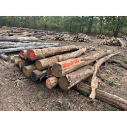 Polter 2026-10-033: Laubenergieholz (Eiche) - 3,7 Fm (Kelsterbach)
