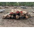 Polter 2026-10-033: Laubenergieholz (Eiche) - 3,7 Fm (Kelsterbach)