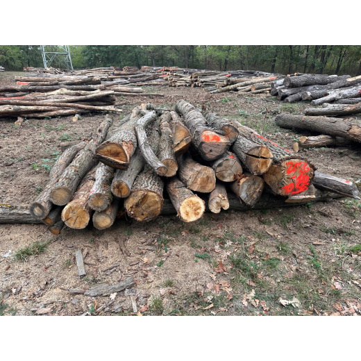 Polter 2026-10-035: Laubenergieholz (Eiche) - 2,0 Fm (Kelsterbach)